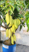 Seeds All Time Grafted Mango Plant