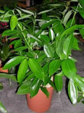 Seeds Tejpatta Plant