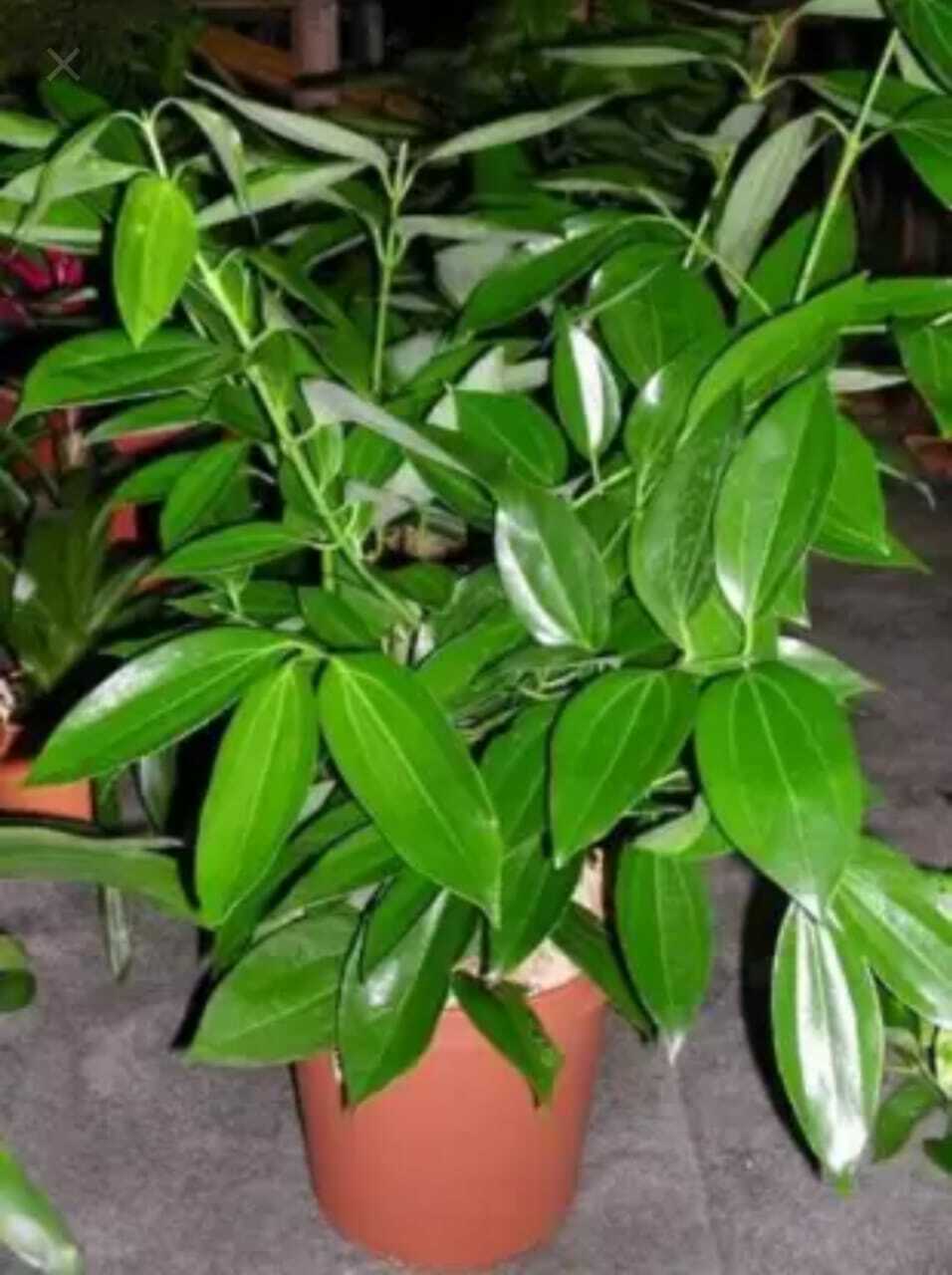 Seeds Tejpatta Plant