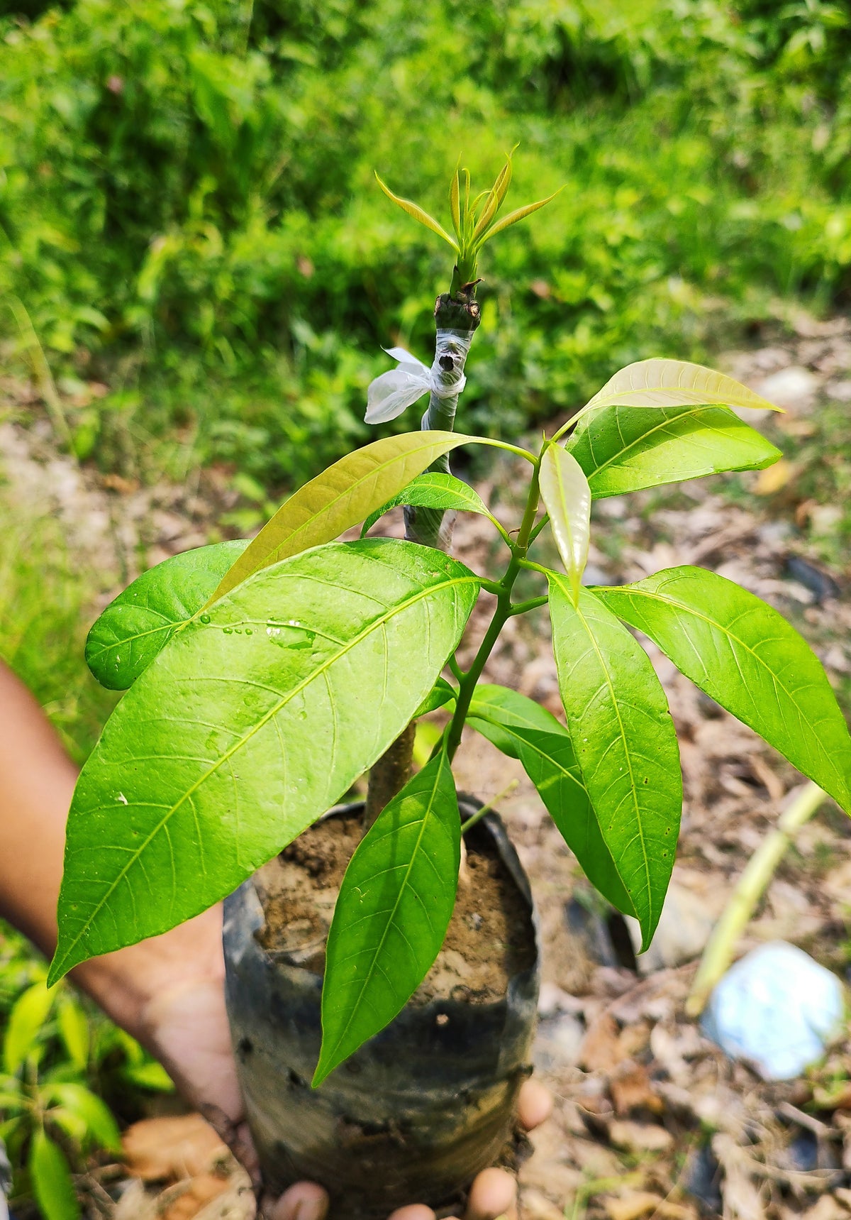 Seeds Mango Japanese Variety